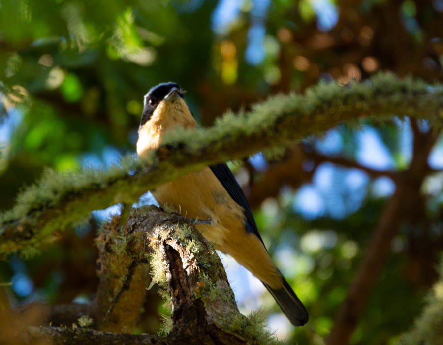 Fawn-breasted Tanager - ML344184521