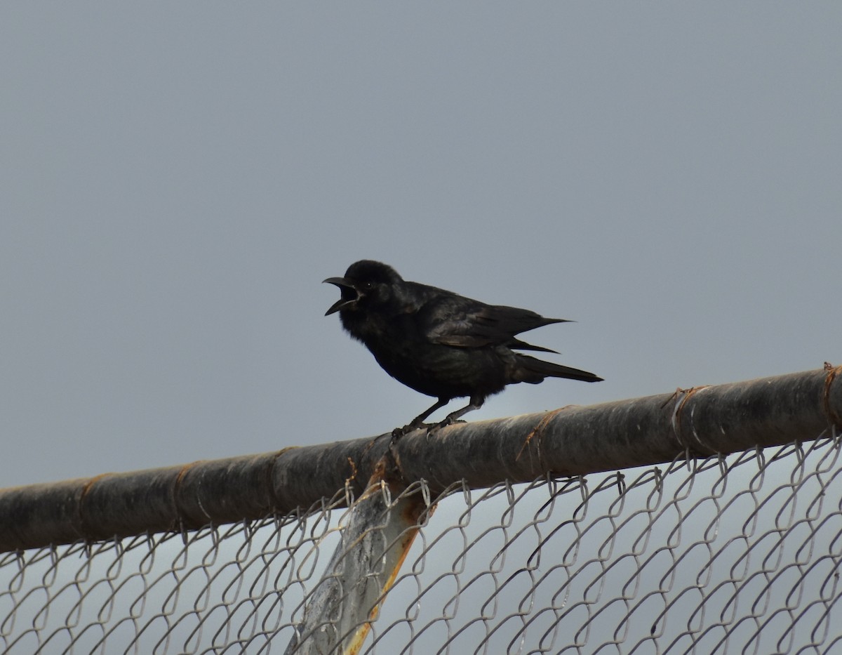 Tamaulipas Crow - ML344185881
