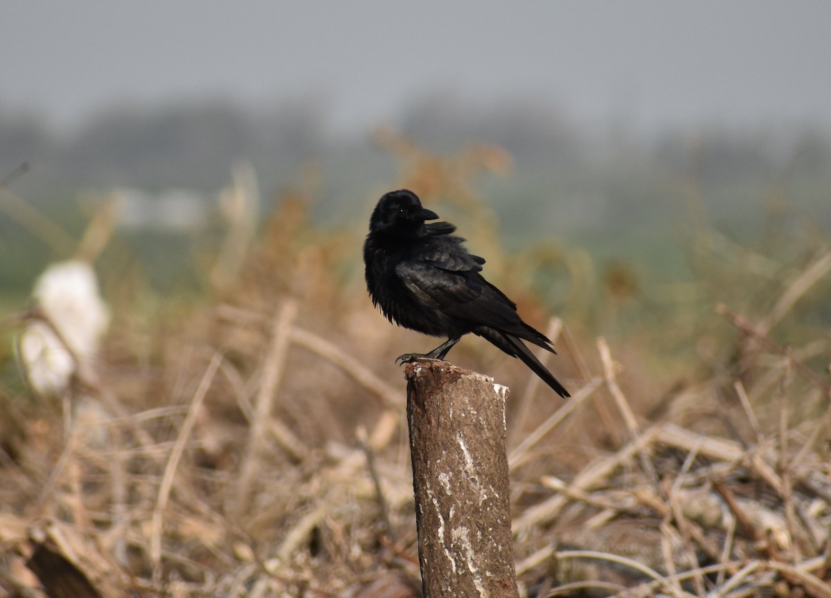 Tamaulipas Crow - ML344185931