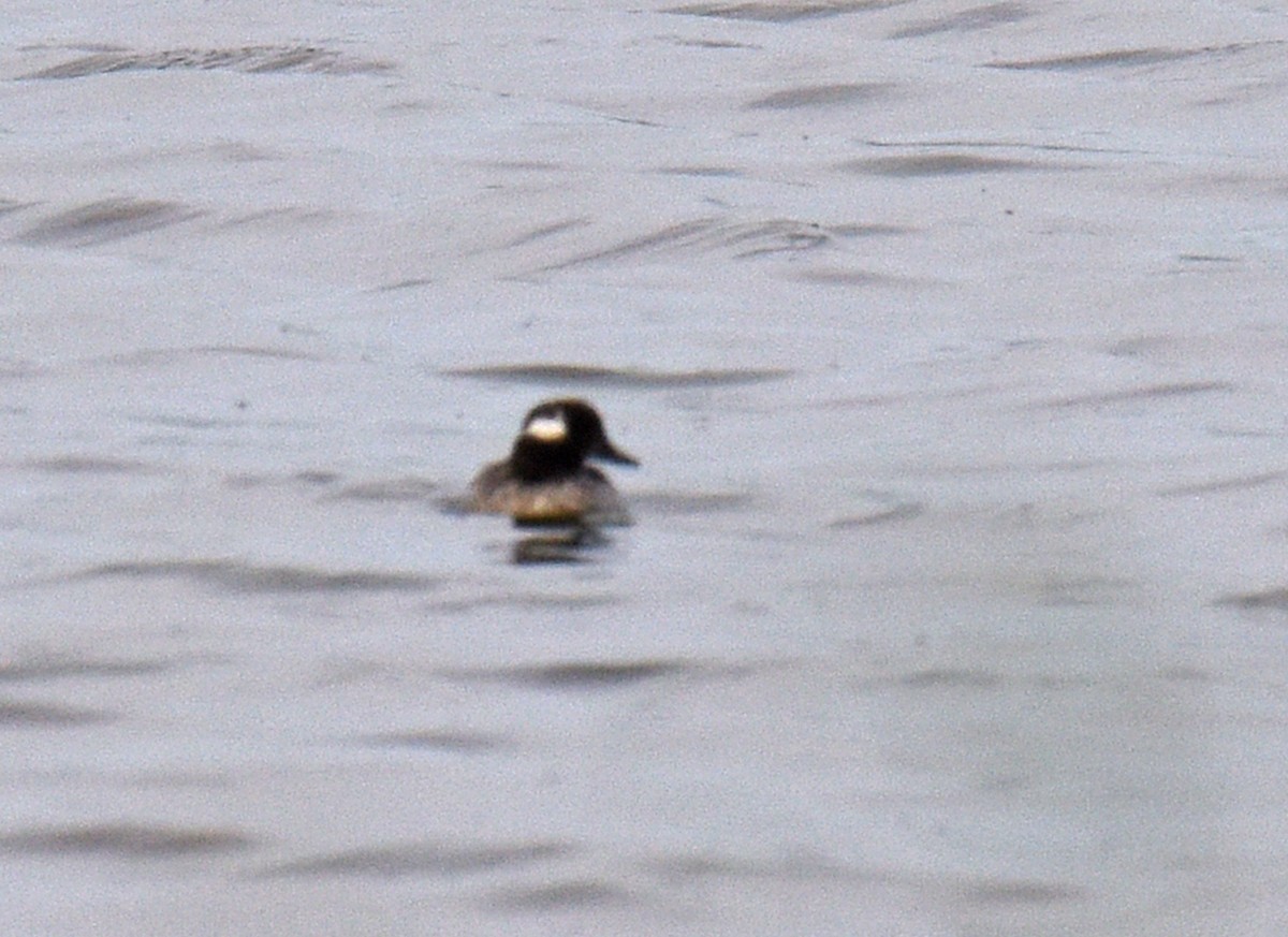 Bufflehead - ML344189031