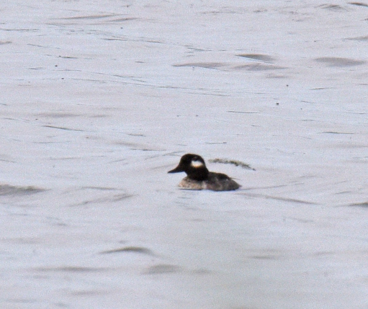 Bufflehead - ML344189041