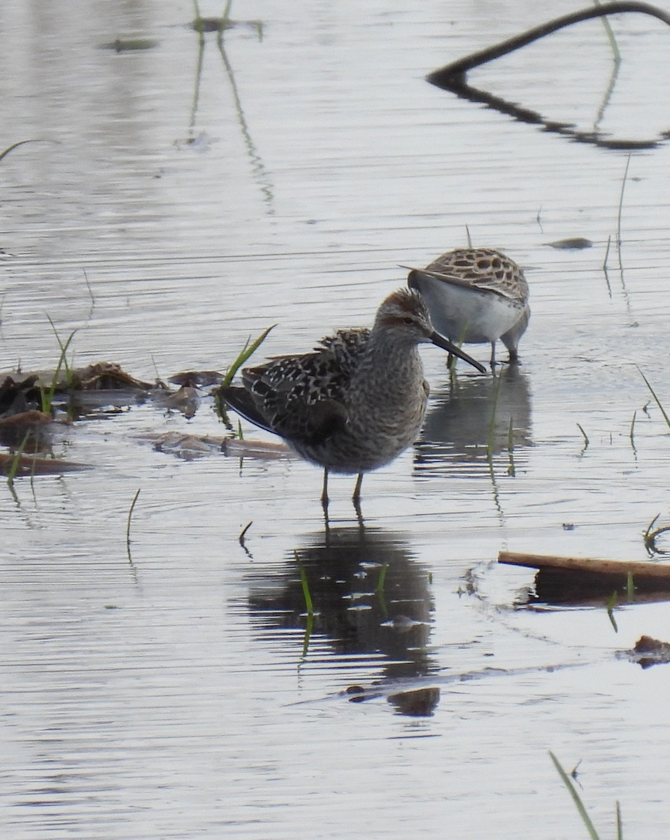 Stilt Sandpiper - ML344189191