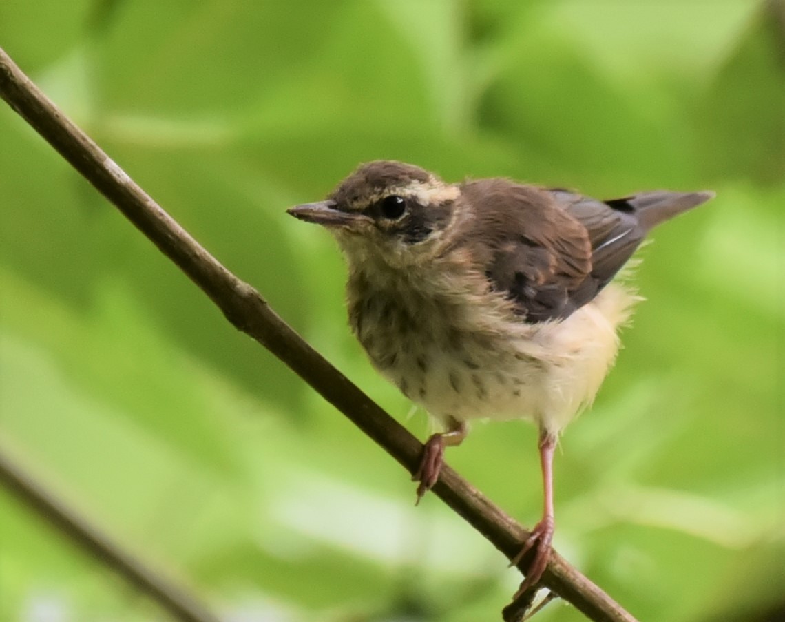 Louisiana Waterthrush - ML344190201
