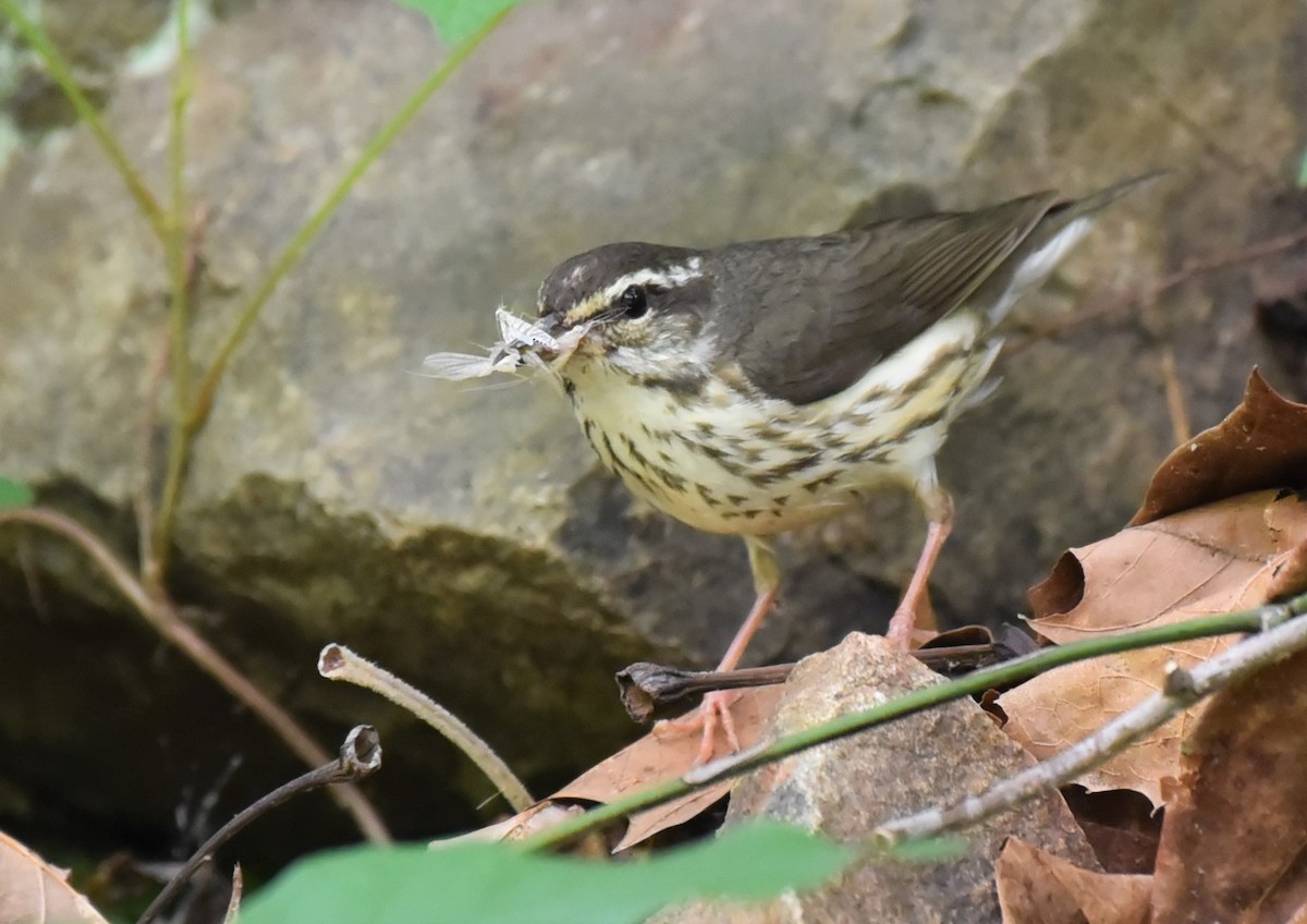Louisiana Waterthrush - ML344190551