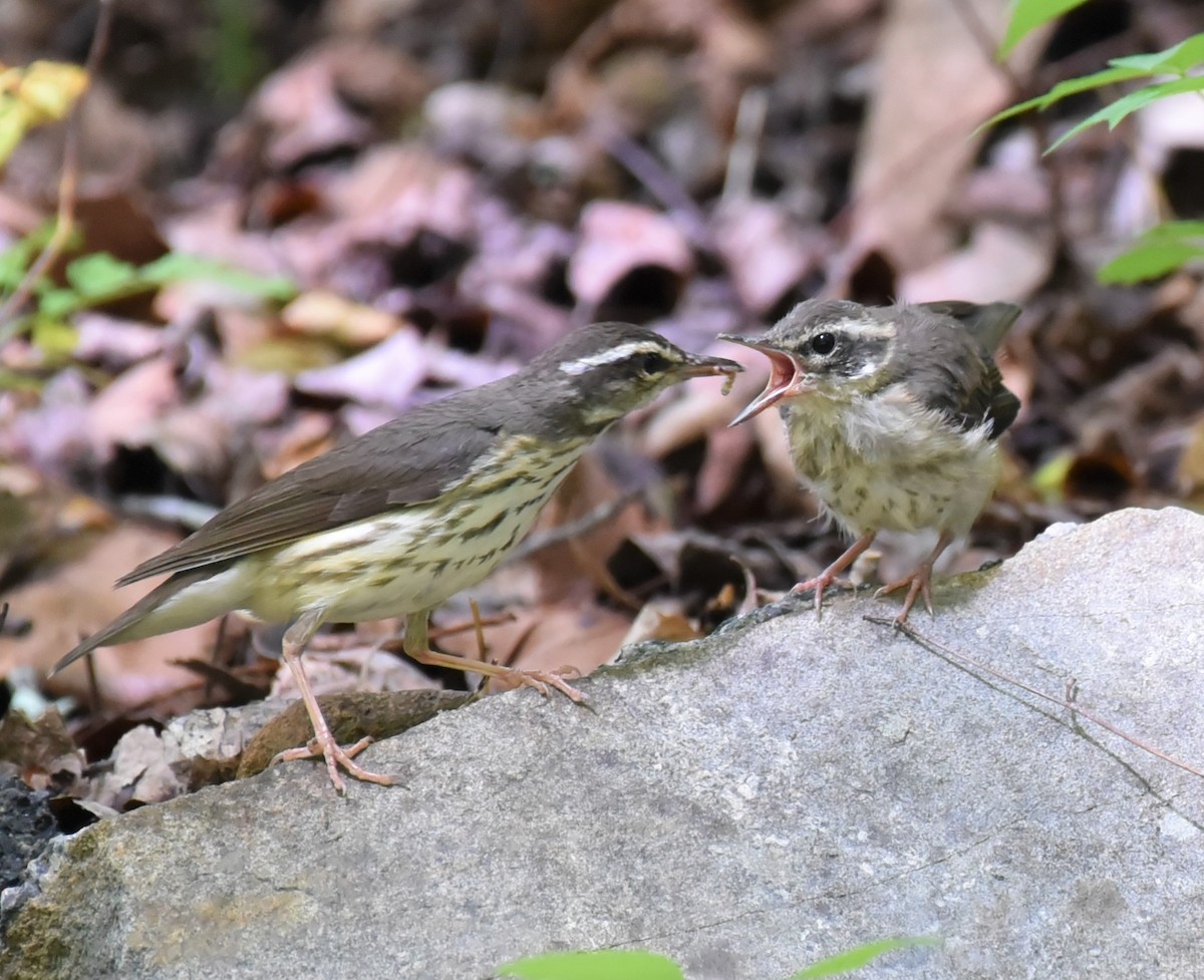 Louisiana Waterthrush - ML344190841