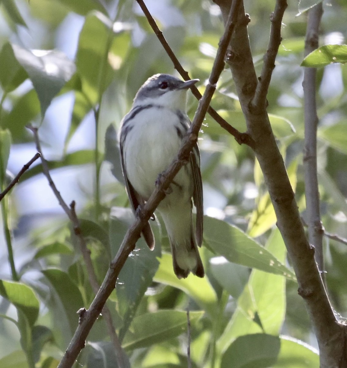 Cerulean Warbler - ML344190881