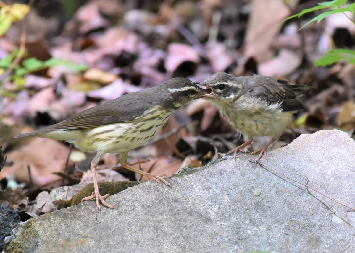 Louisiana Waterthrush - ML344190931