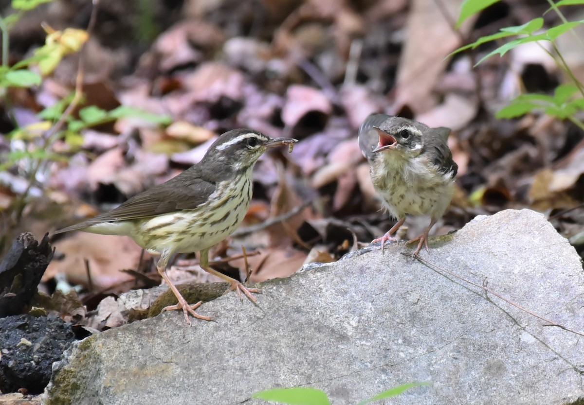 Louisiana Waterthrush - ML344191151