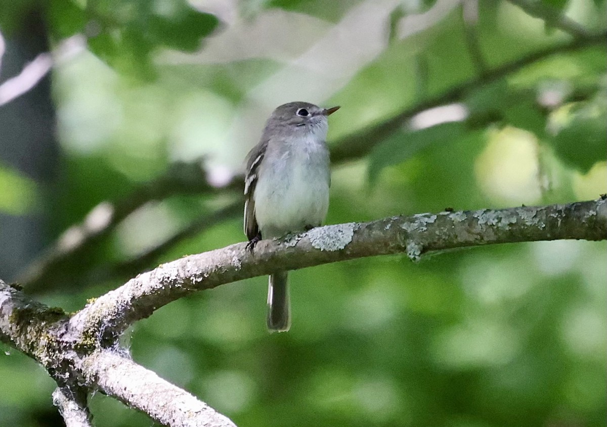 Least Flycatcher - ML344191201