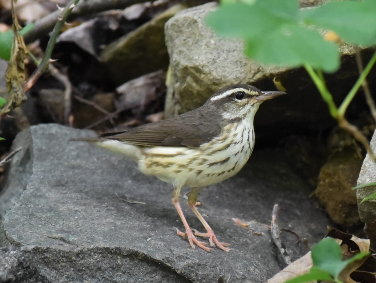 Louisiana Waterthrush - ML344193081