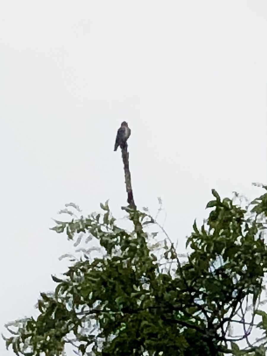 Olive-sided Flycatcher - ML344193091