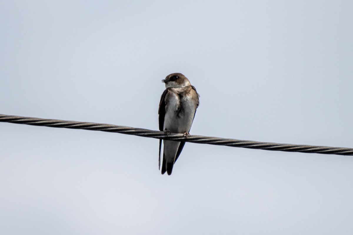 Bank Swallow - ML344194501