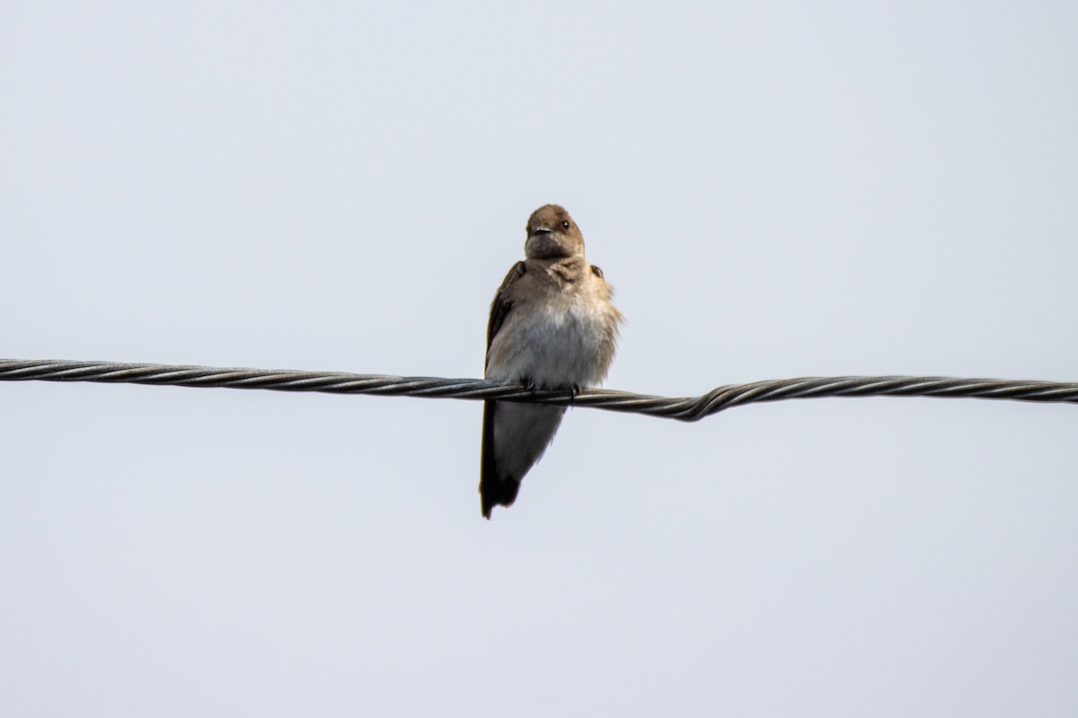 Northern Rough-winged Swallow - ML344194701