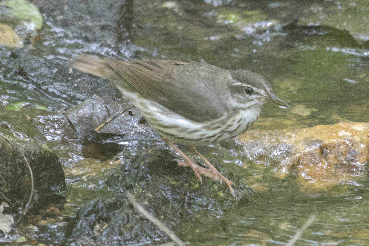 Louisiana Waterthrush - ML344195151