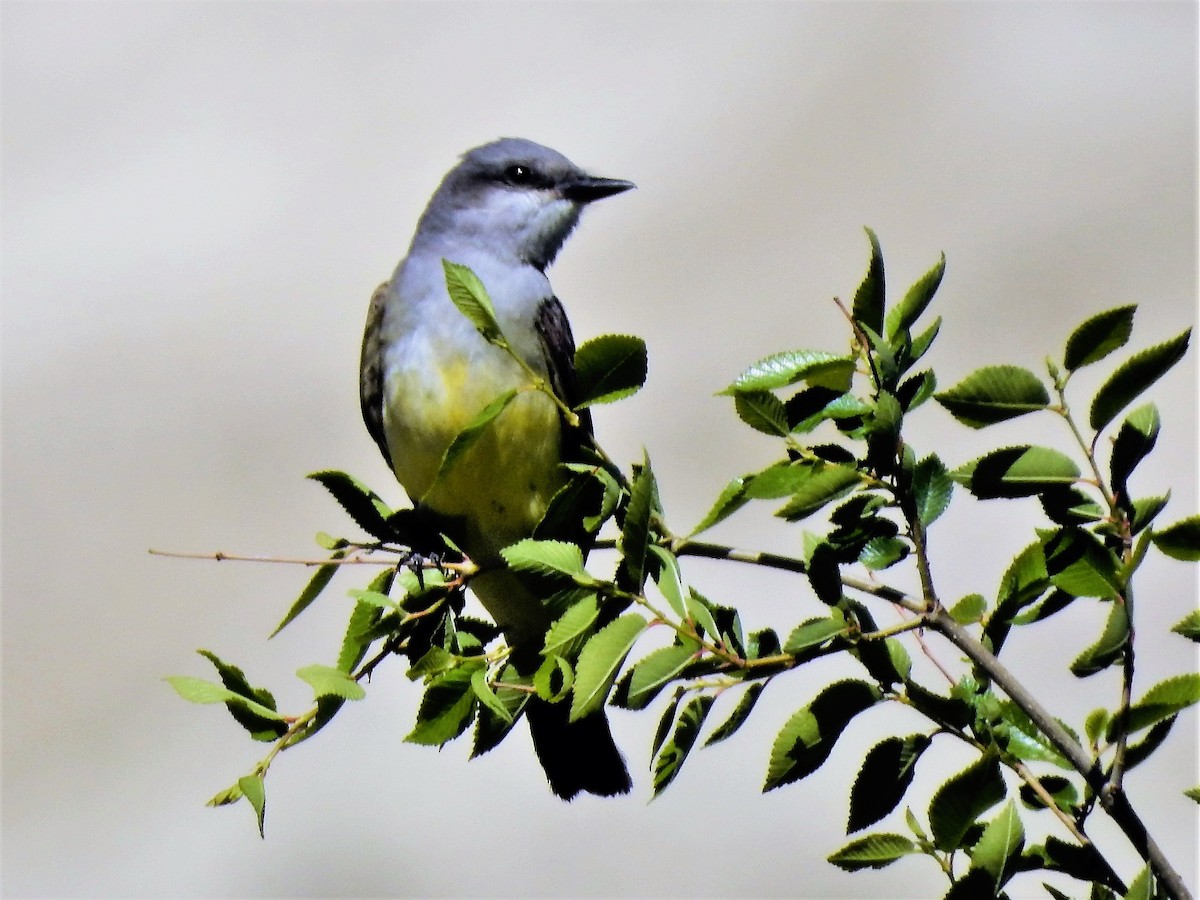 Western Kingbird - ML344195341