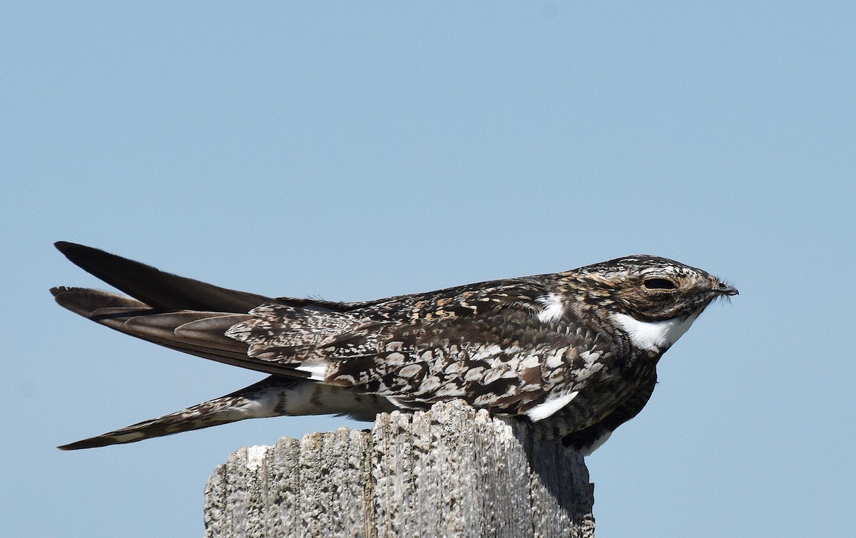 Common Nighthawk - ML344197011