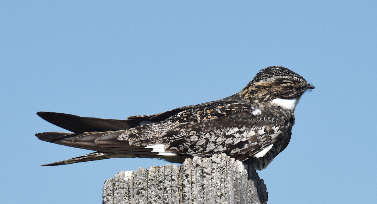 Common Nighthawk - ML344197031