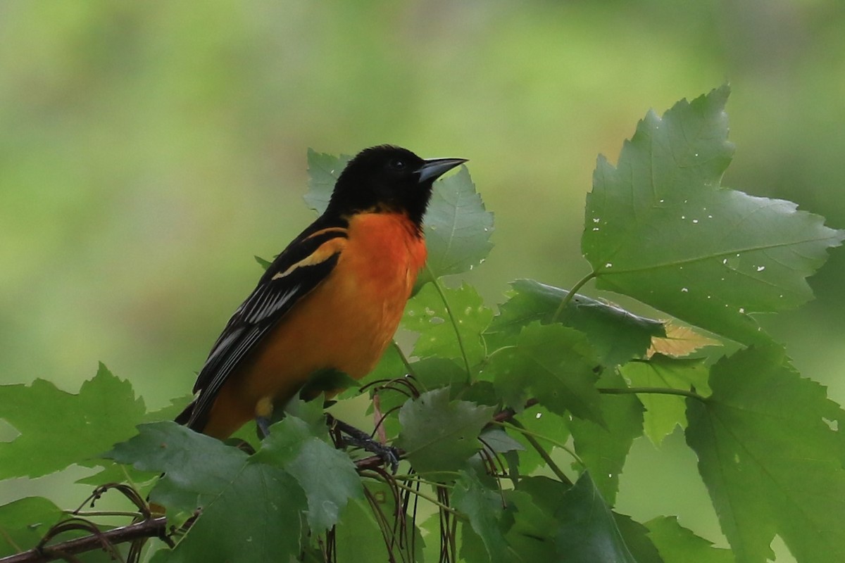 Baltimore Oriole - Jennifer Allison