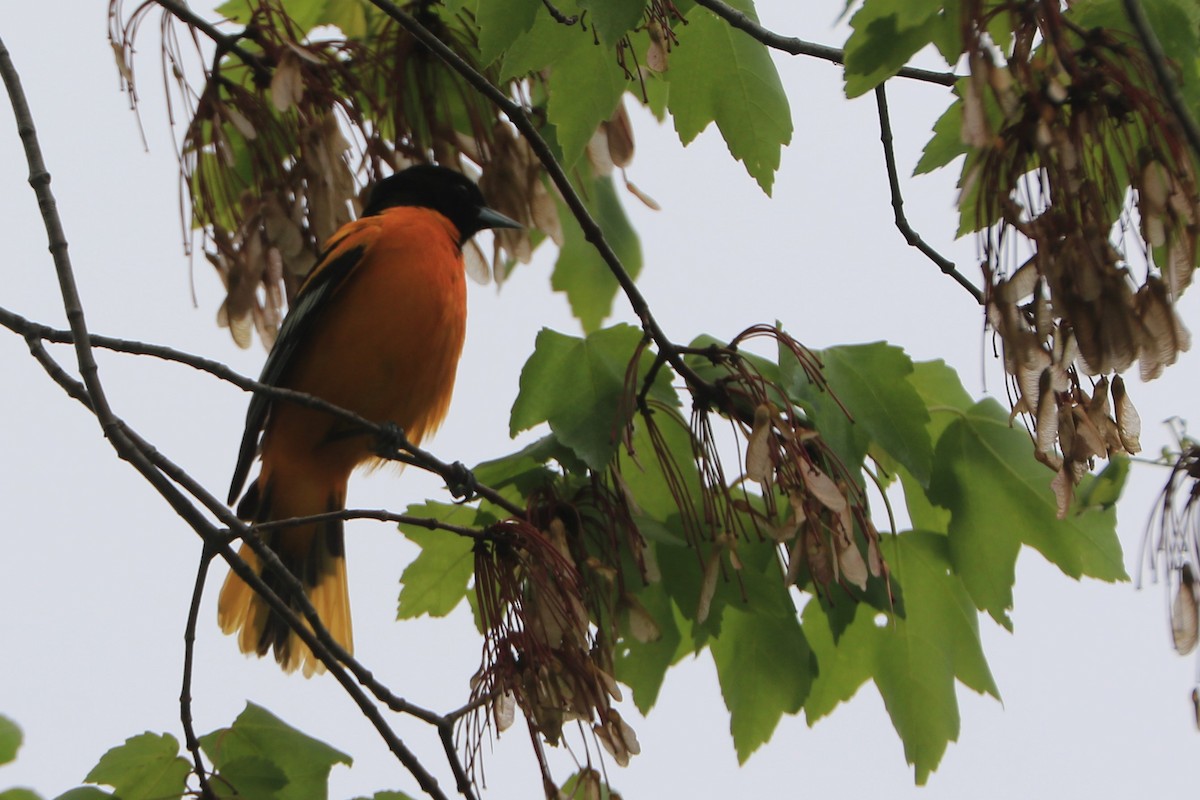 Baltimore Oriole - Jennifer Allison