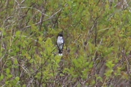 Eastern Kingbird - Jennifer Allison