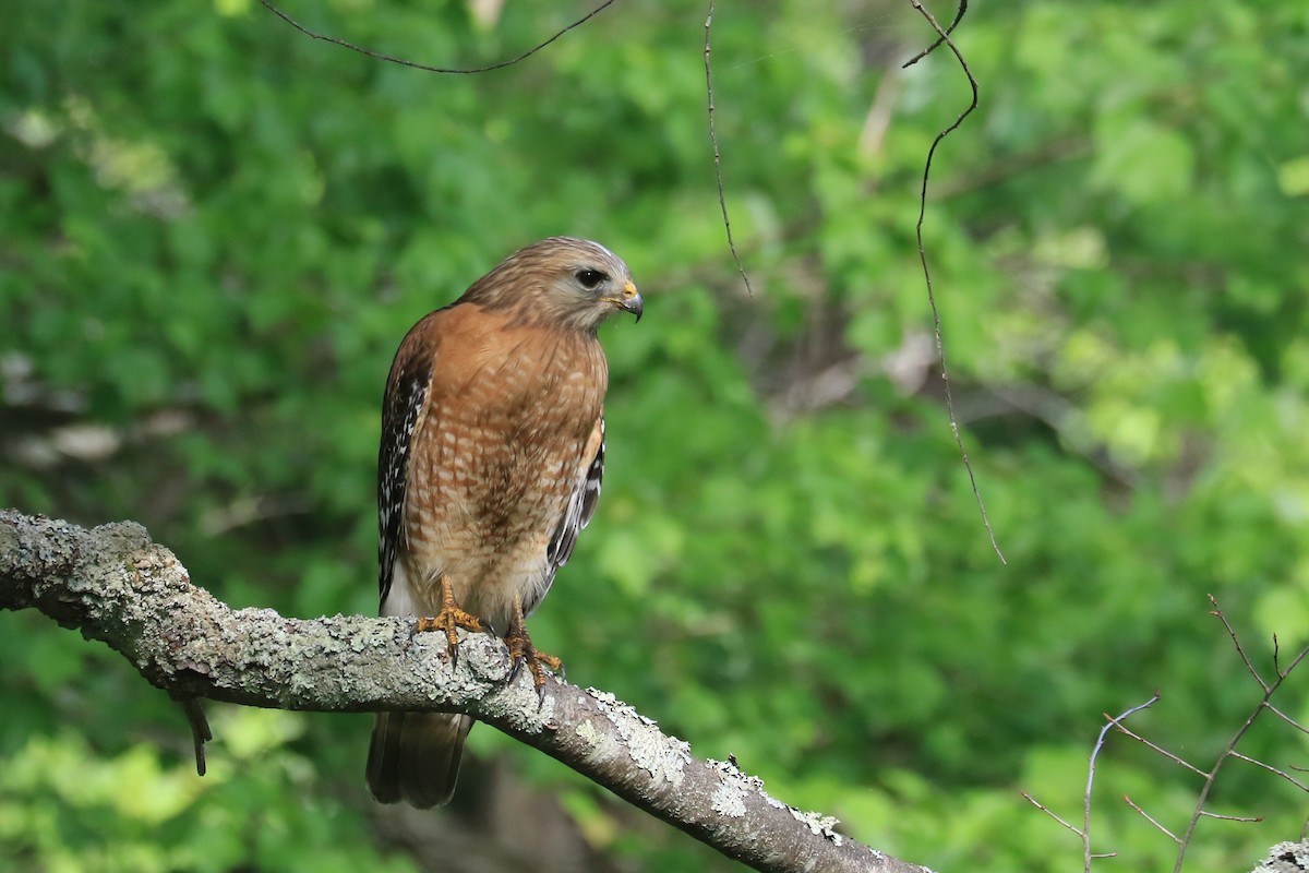 Red-shouldered Hawk - ML344198581