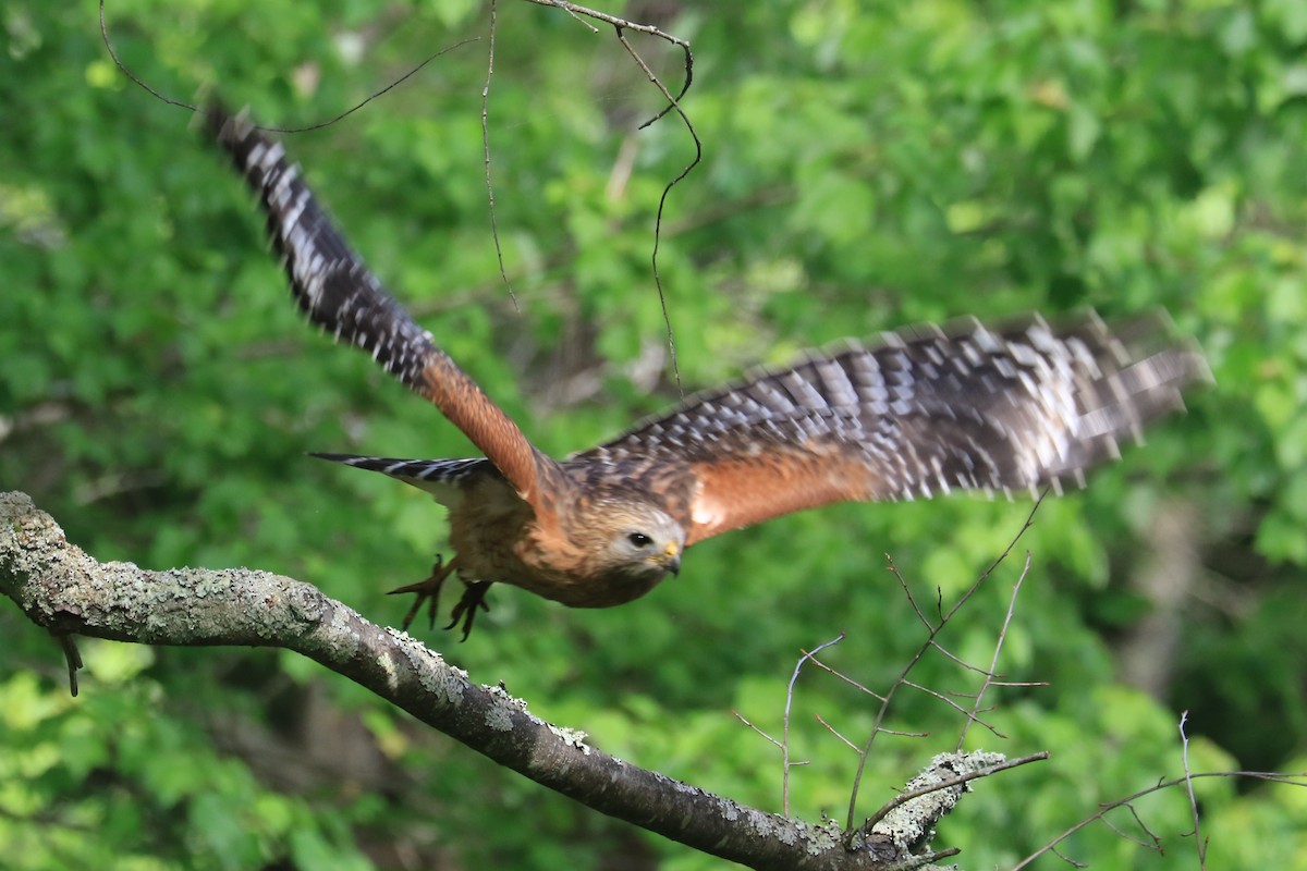 Red-shouldered Hawk - ML344198591