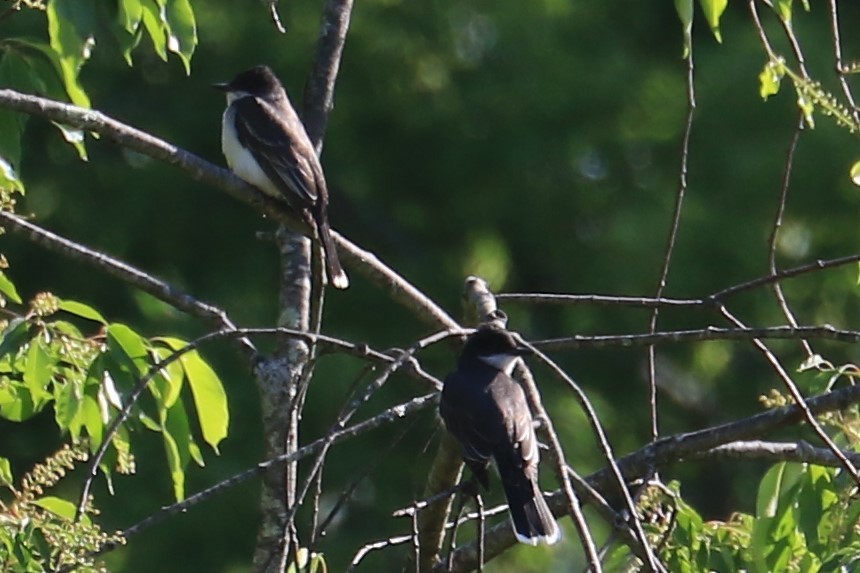 Eastern Kingbird - ML344198721