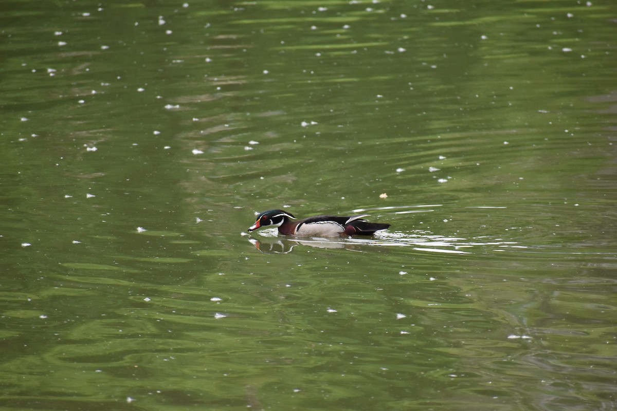 Wood Duck - ML344198931