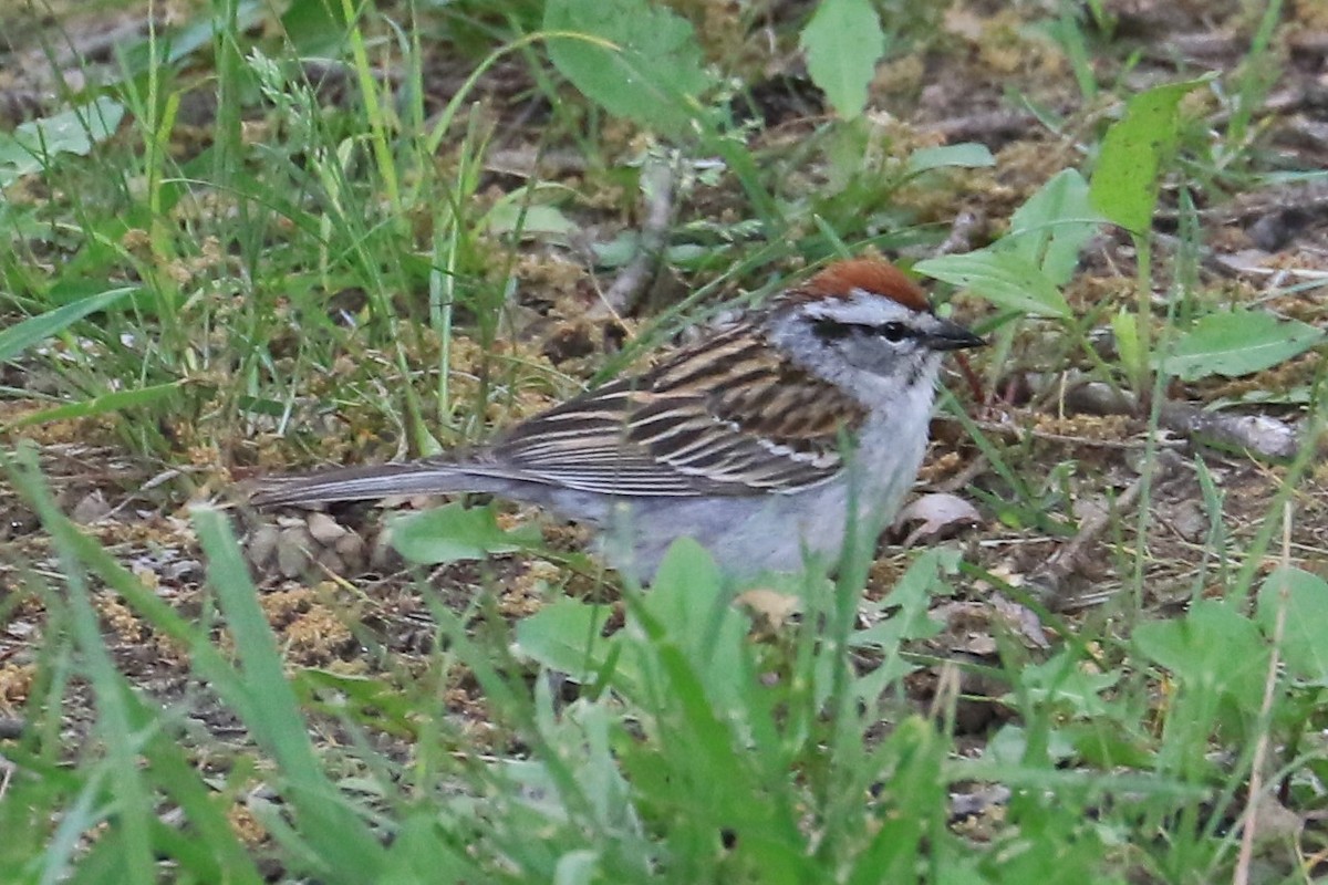 Chipping Sparrow - ML344198941