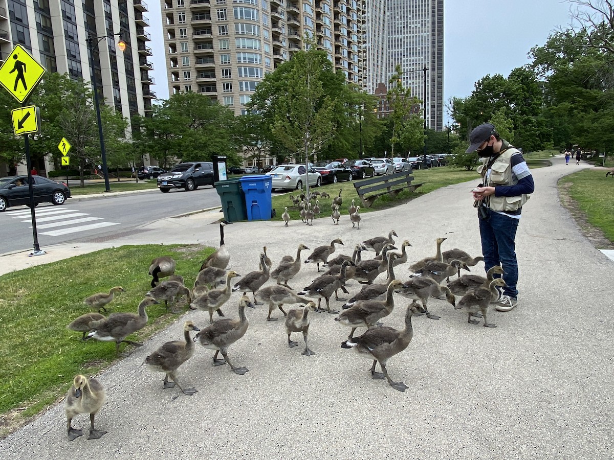 Canada Goose - ML344199901