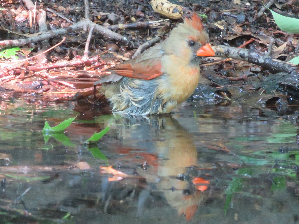 Northern Cardinal - ML344200411