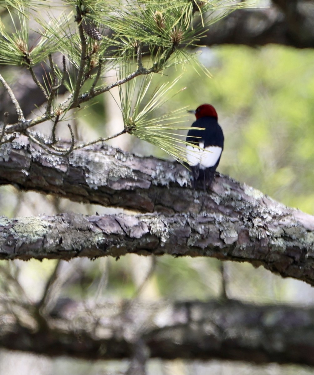 Red-headed Woodpecker - ML344200491