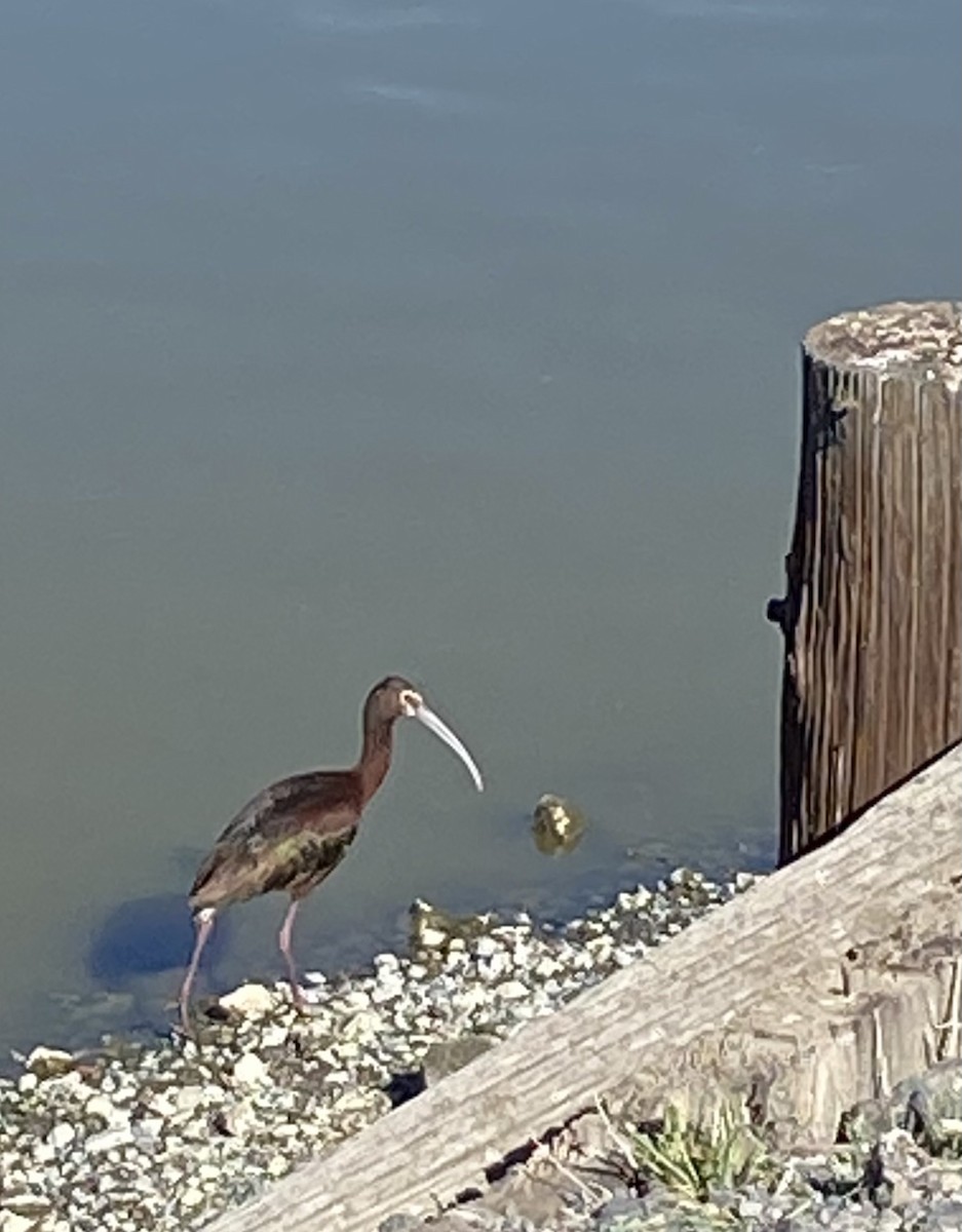 White-faced Ibis - Heidi Guttschuss