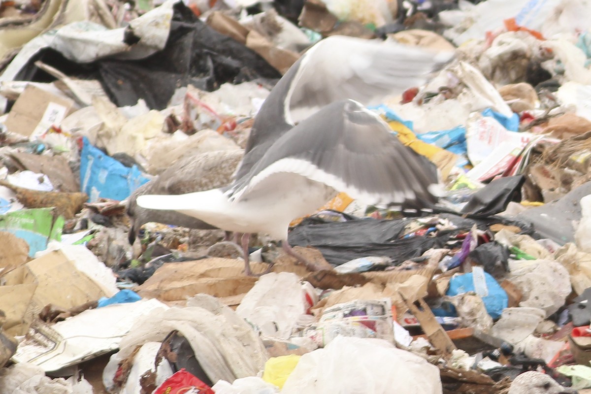 Slaty-backed Gull - ML344203431