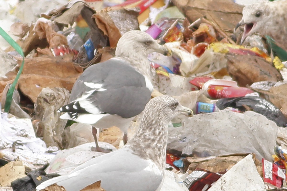 Slaty-backed Gull - ML344203451