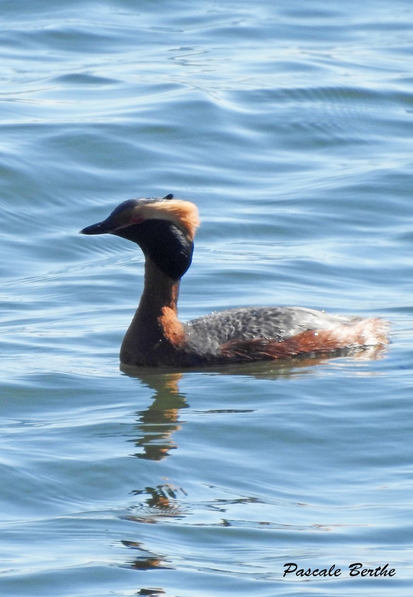 Horned Grebe - ML344204621