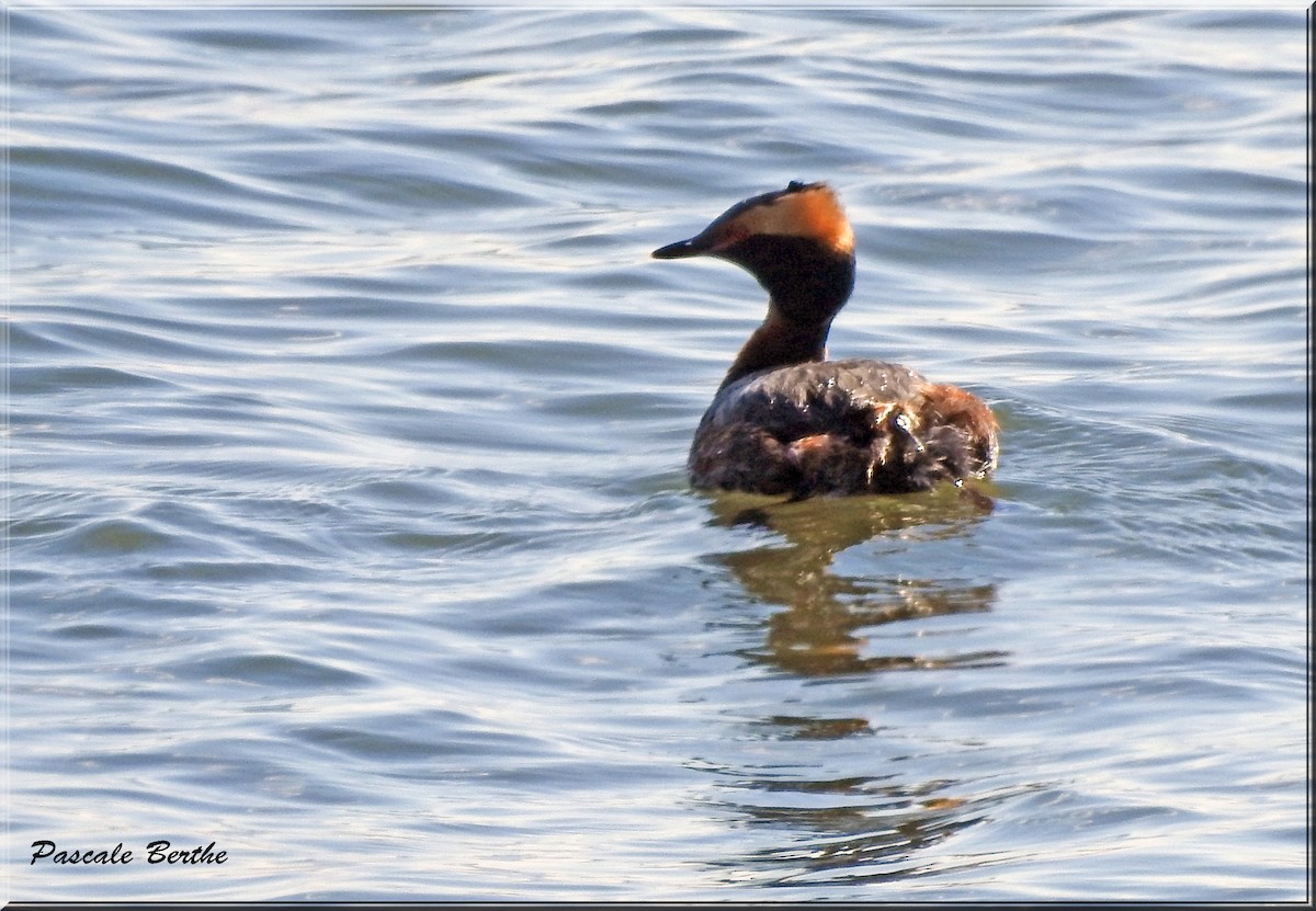 Horned Grebe - ML344204631