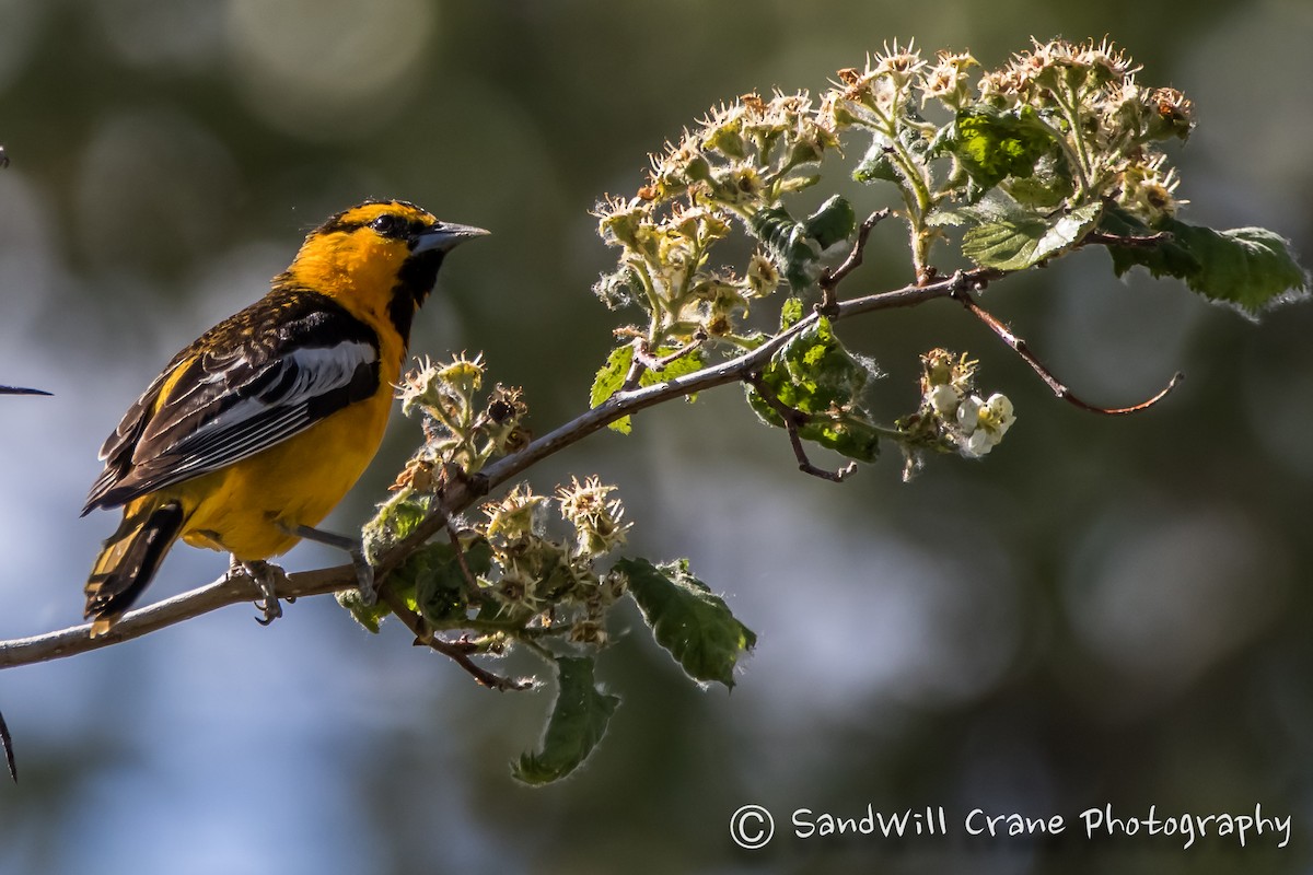 Oriole de Bullock - ML344205181