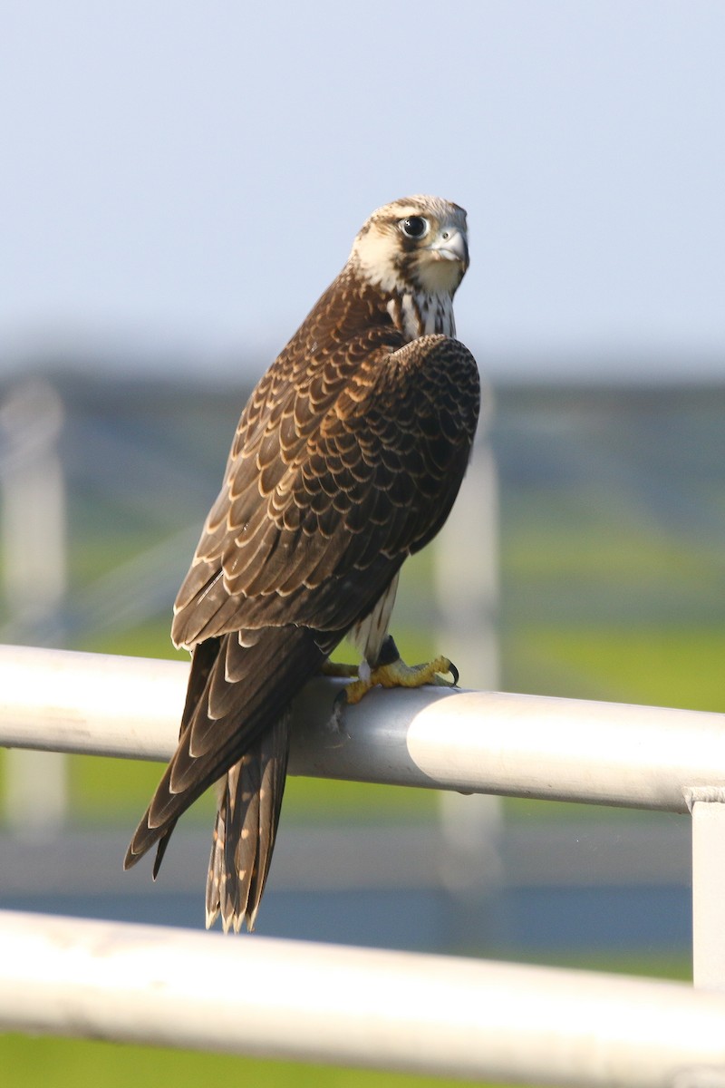 Peregrine Falcon - ML344205651