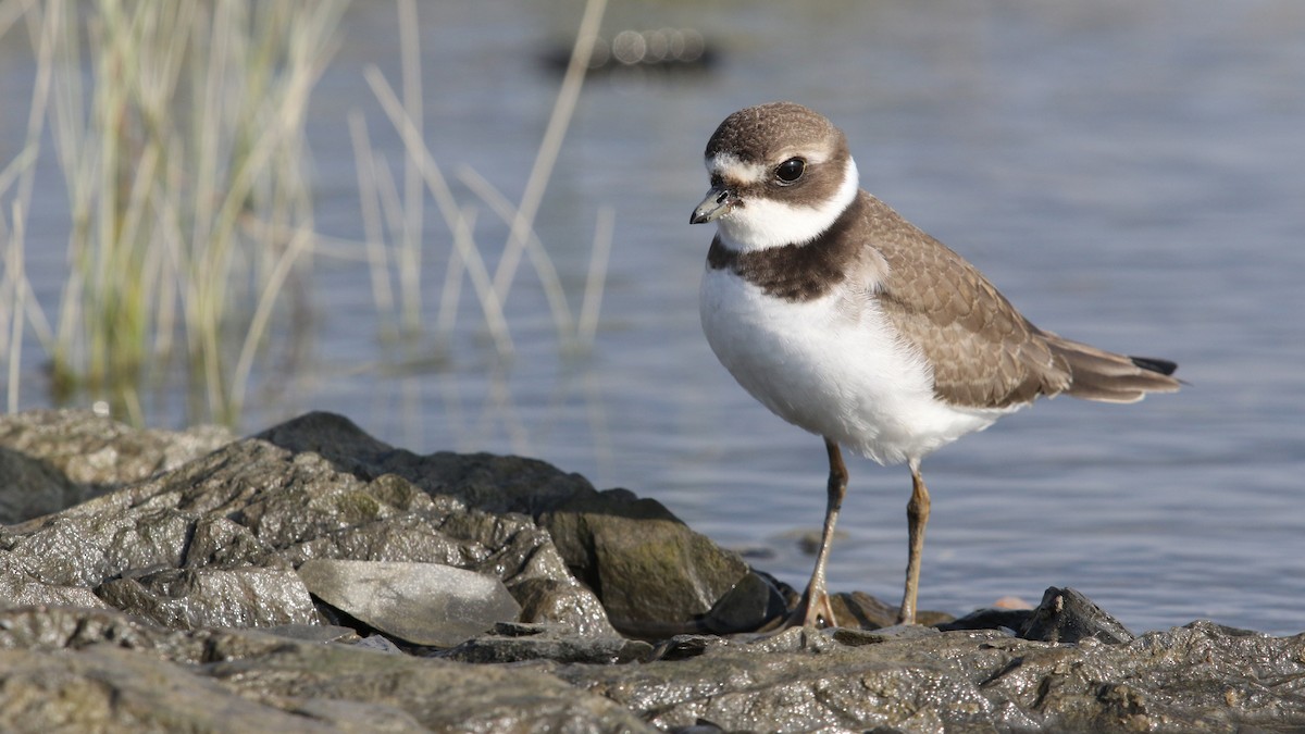 Semipalmated Plover - Daniel Jauvin