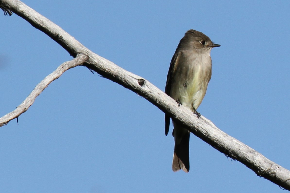 Western Wood-Pewee - Stephen B. Brown