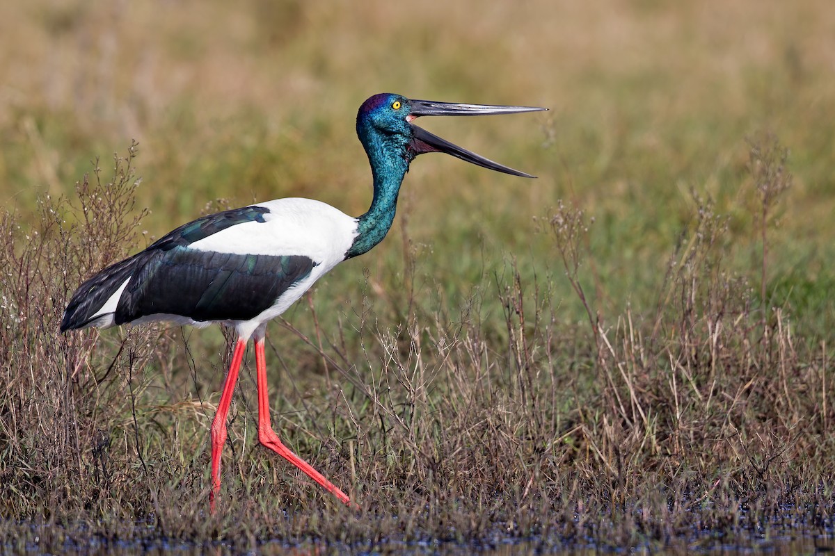 Black-necked Stork - ML344208151