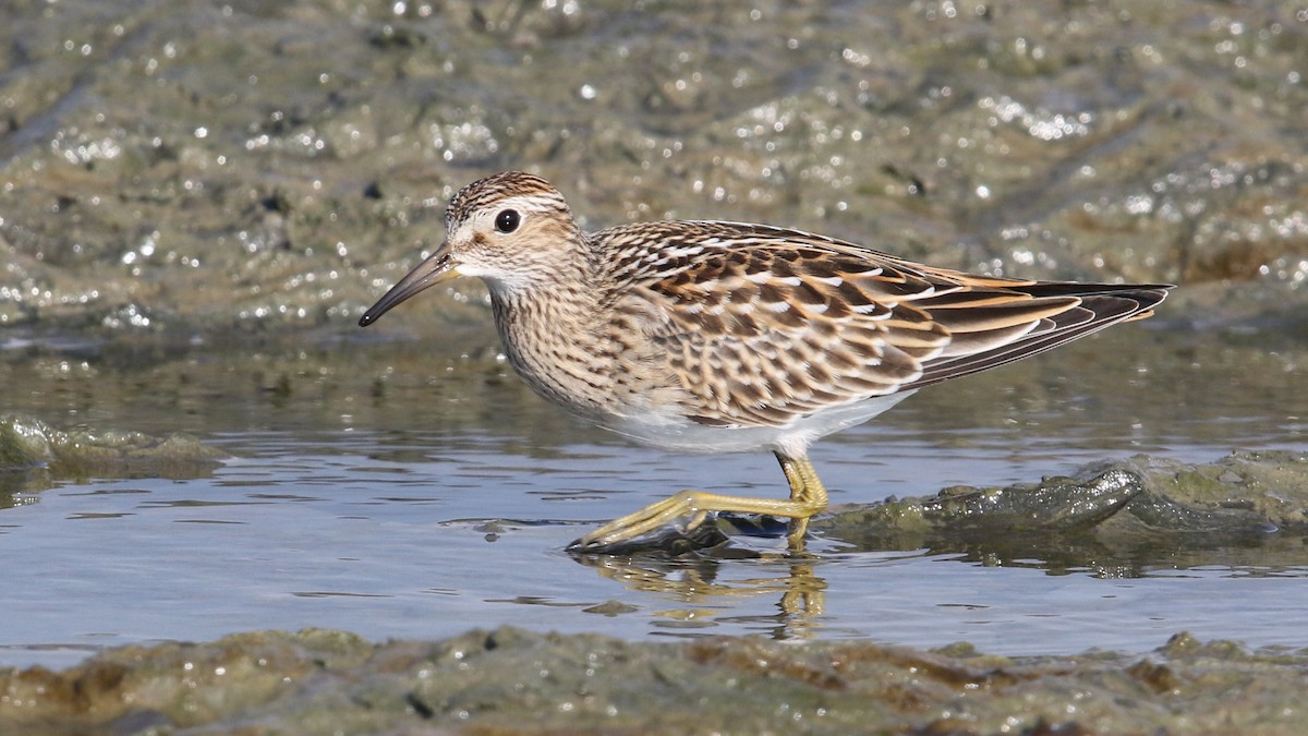 Pectoral Sandpiper - ML34420911