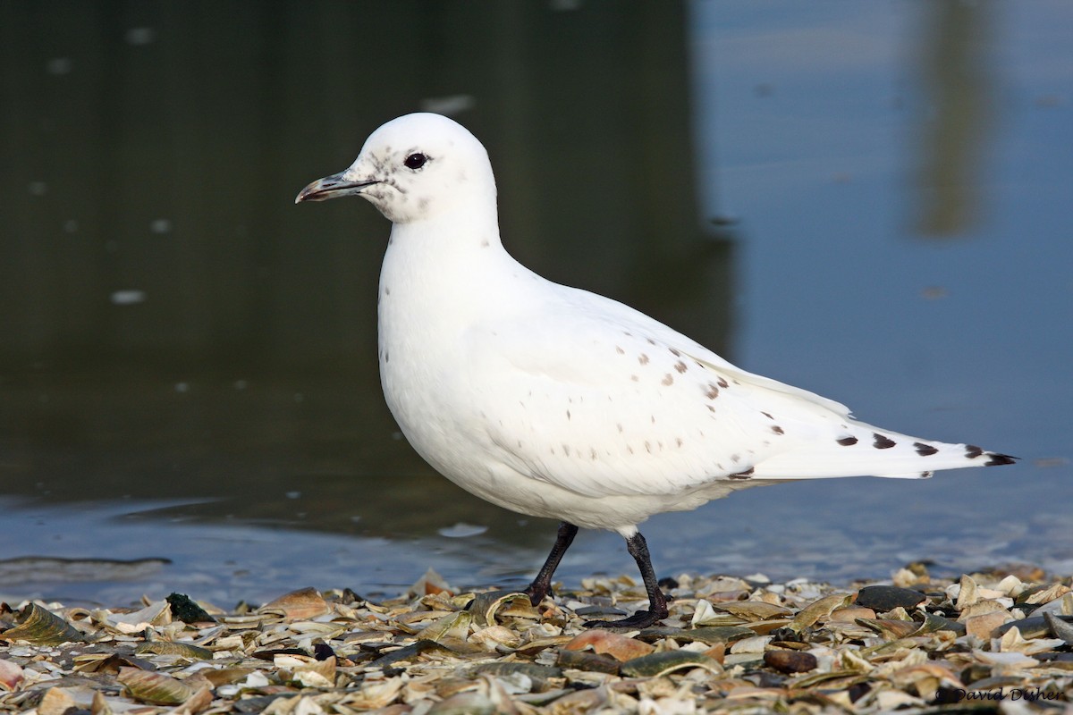 Ivory Gull - David Disher