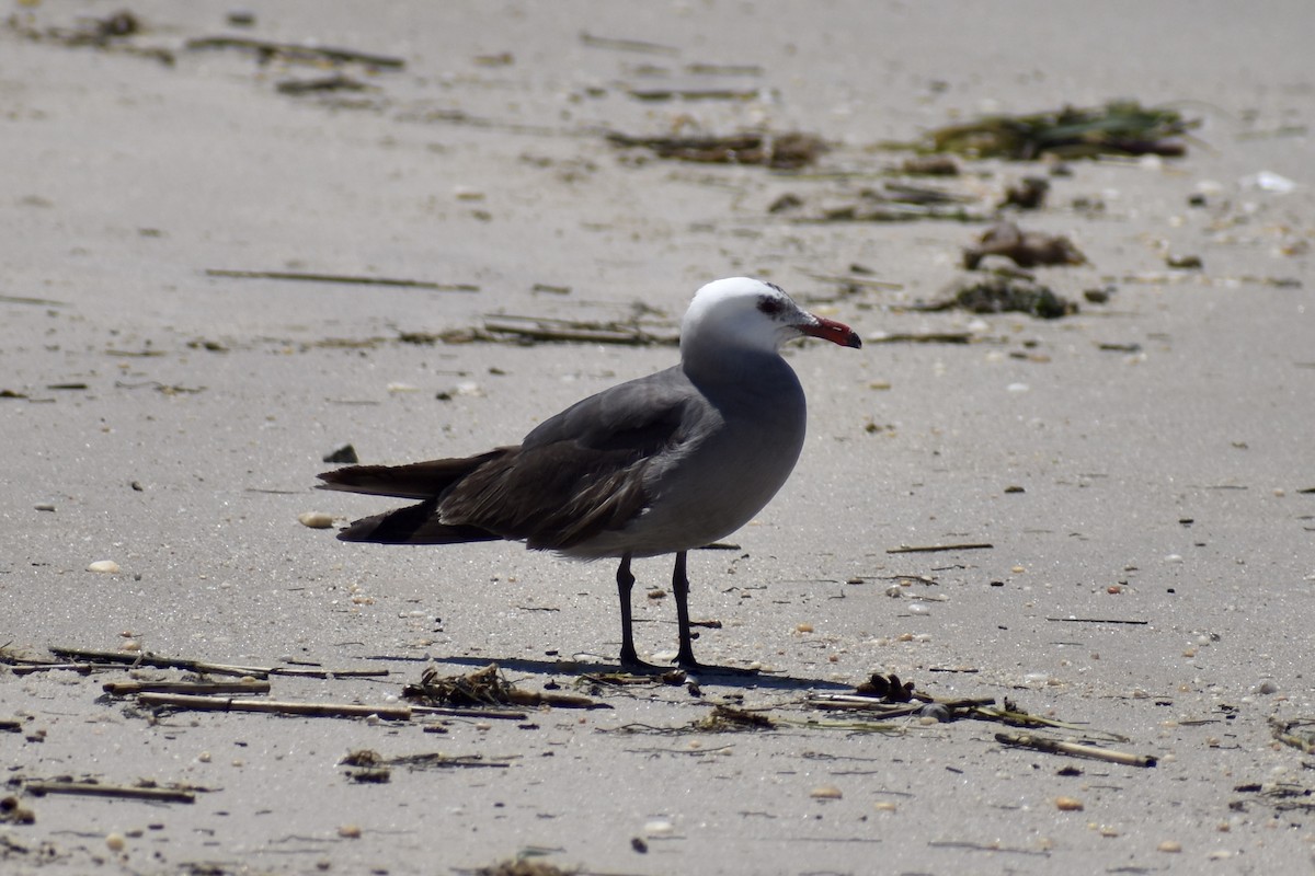 Heermann's Gull - ML344211241