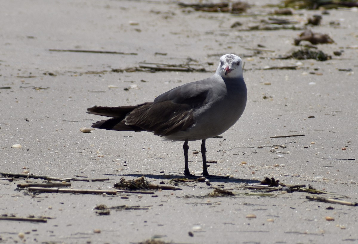 Heermann's Gull - Sara Busch