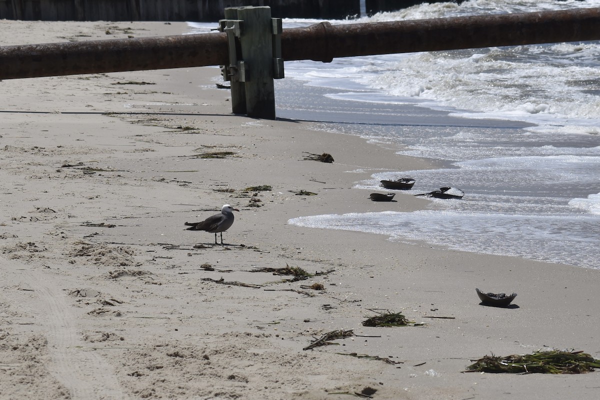 Heermann's Gull - Sara Busch