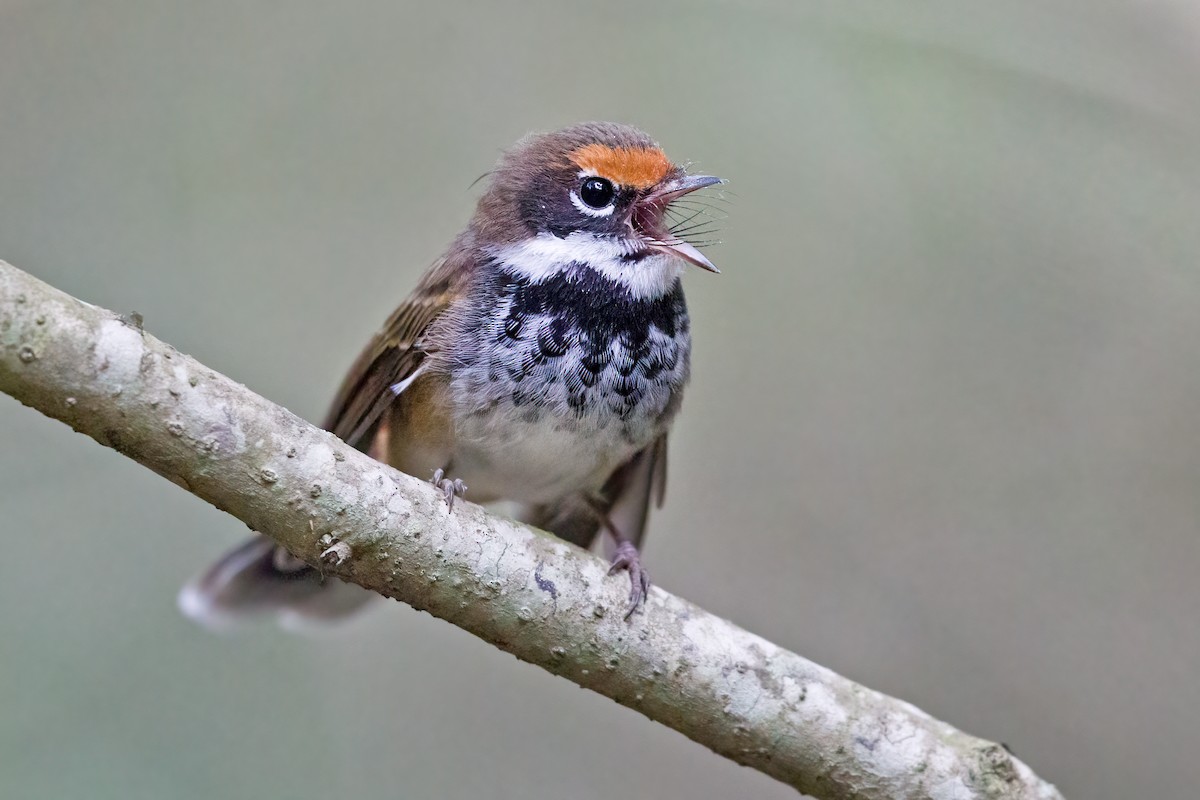 Australian Rufous Fantail - ML344211721