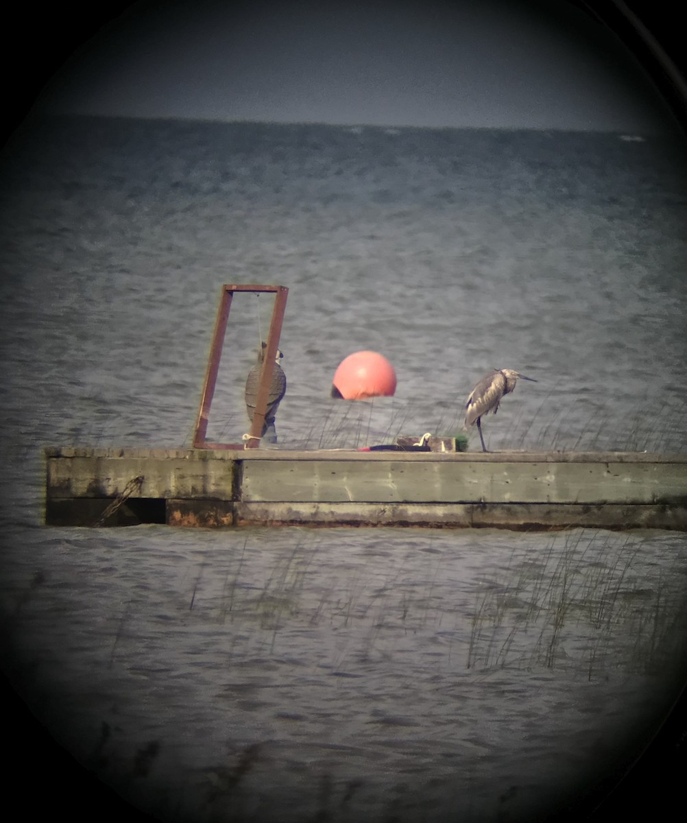 Reddish Egret - ML344211831