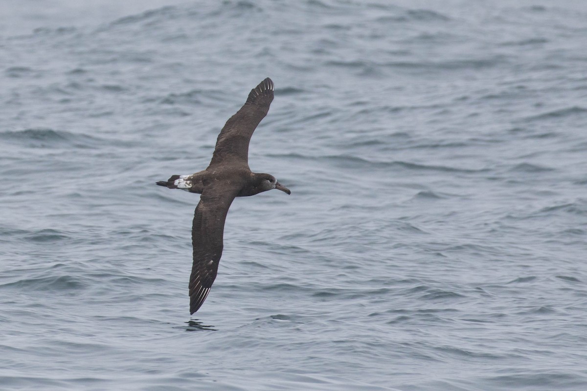 Albatros à pieds noirs - ML34421191